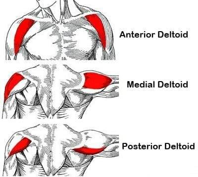shoulder muscles strengthening